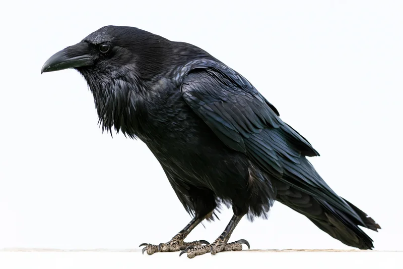 Common raven standing in profile view against white background