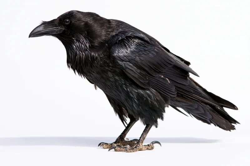 Common raven standing in profile view against white background