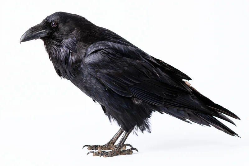 Raven standing upright on a white surface