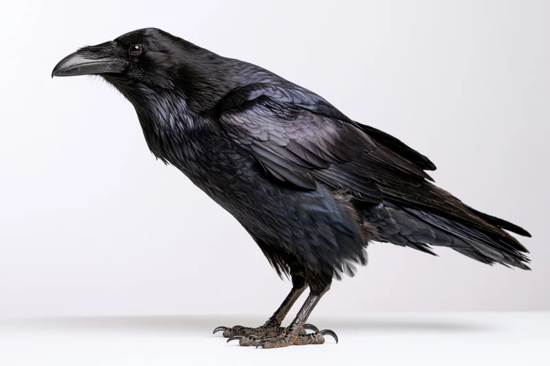 Raven standing in profile on a white surface