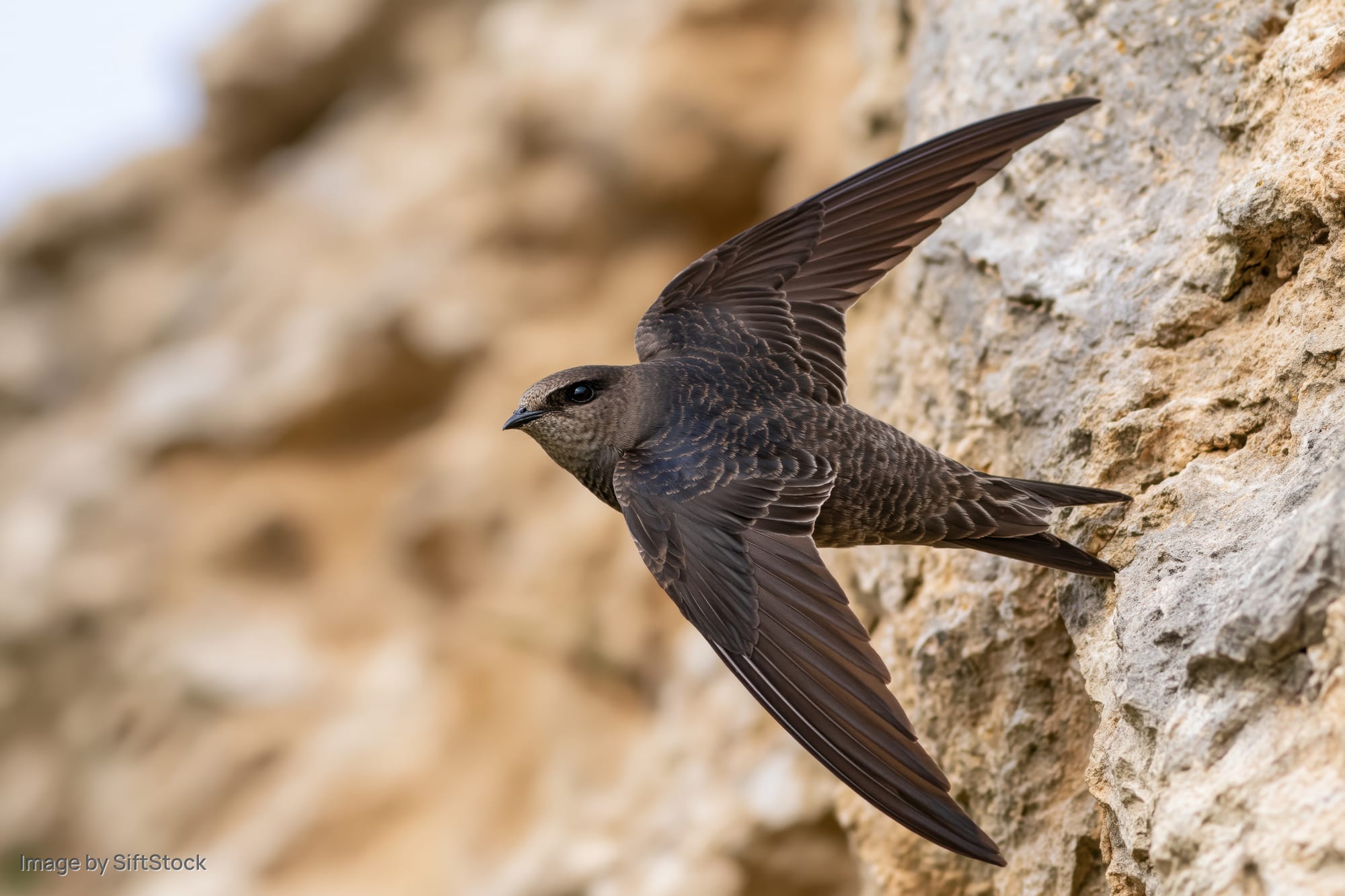 Swift in mid-flight with wings spread near rocky cliff