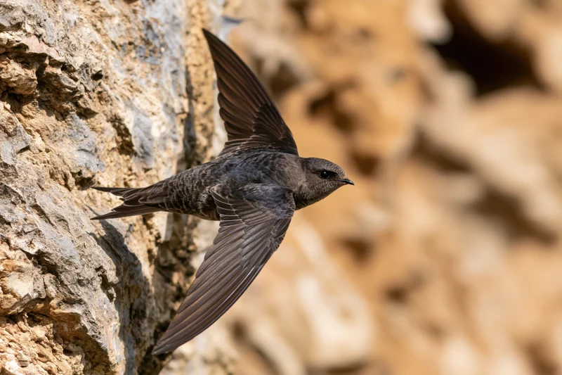 Swift in mid-flight with wings spread near rocky cliff face
