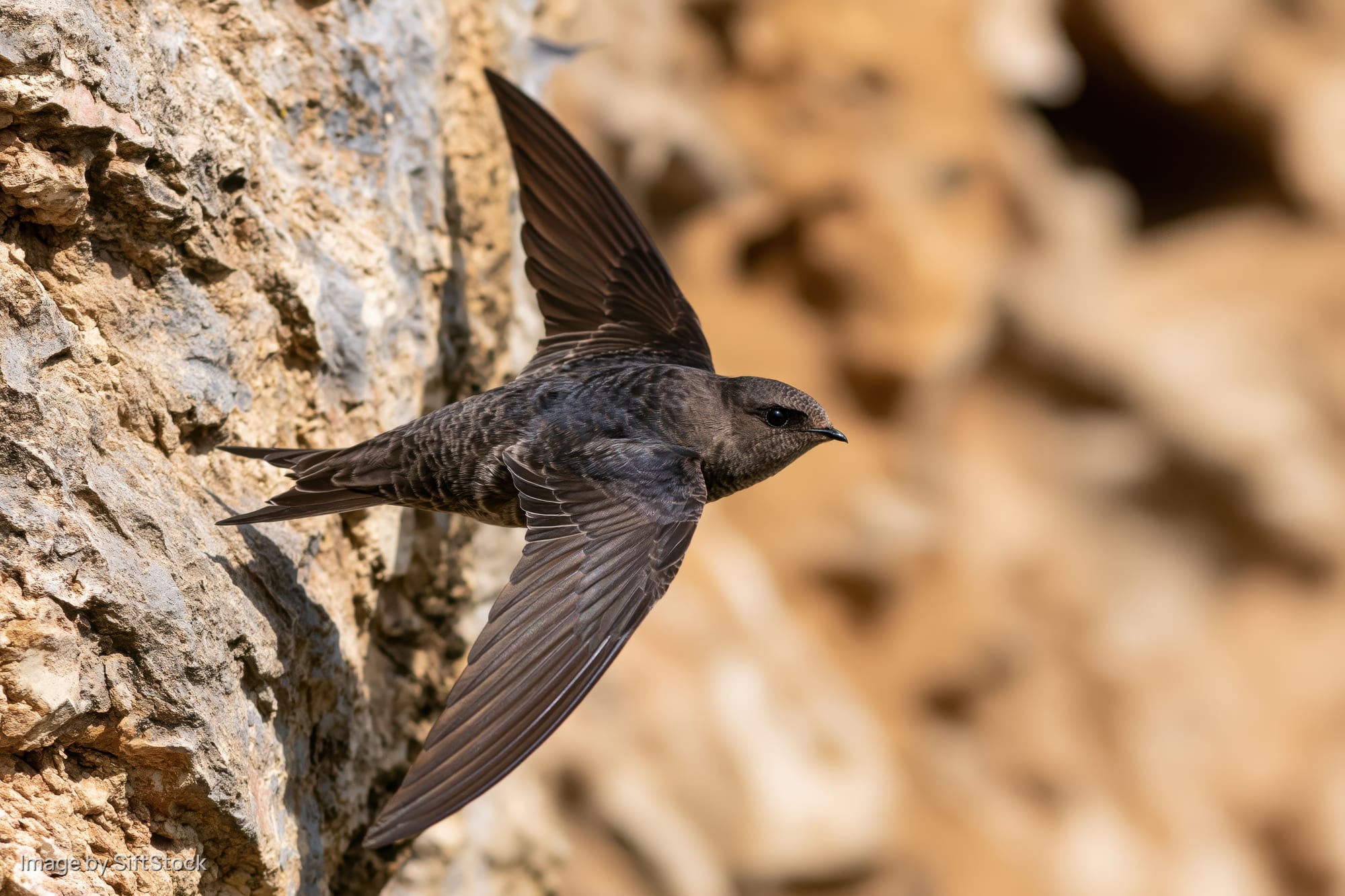 Swift in mid-flight with wings spread near rocky cliff face