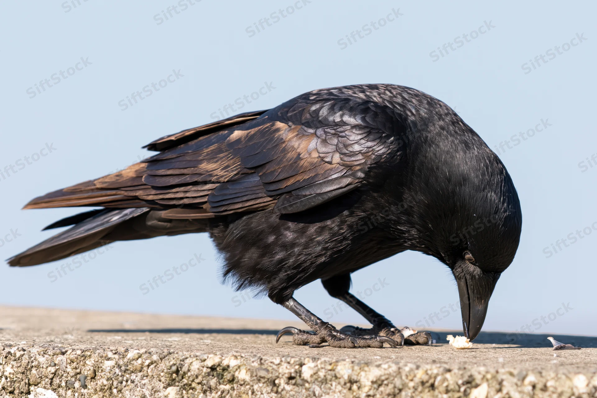 Crow hunched forward eating food on a stone ledge outdoors