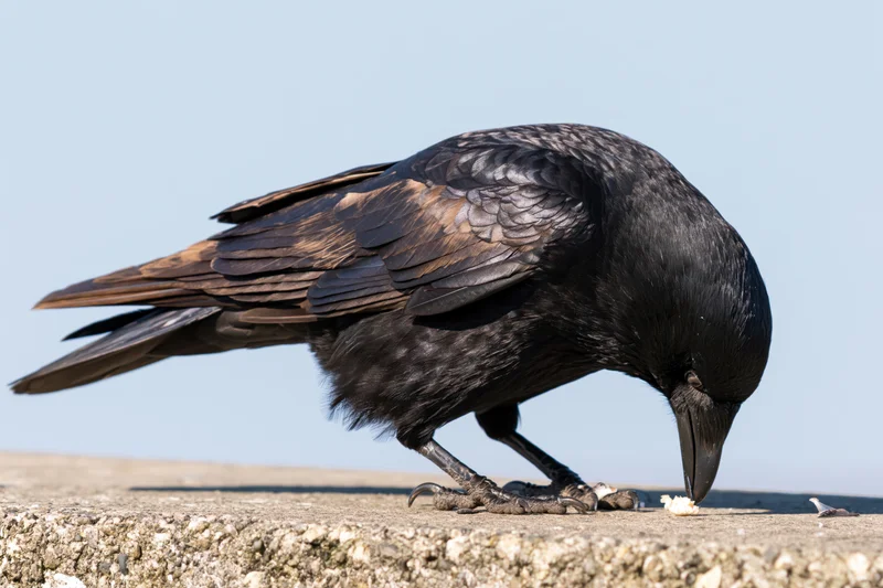 Crow hunched forward eating food on a stone ledge outdoors