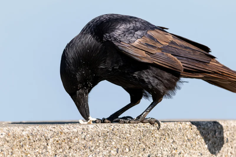 Crow hunched forward eating food on a concrete ledge outdoors