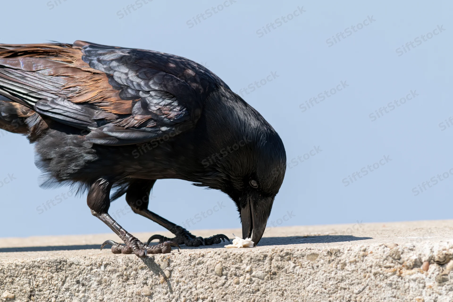 Crow eating food on a concrete ledge outdoors