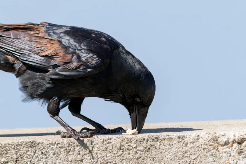Crow eating food on a concrete ledge outdoors