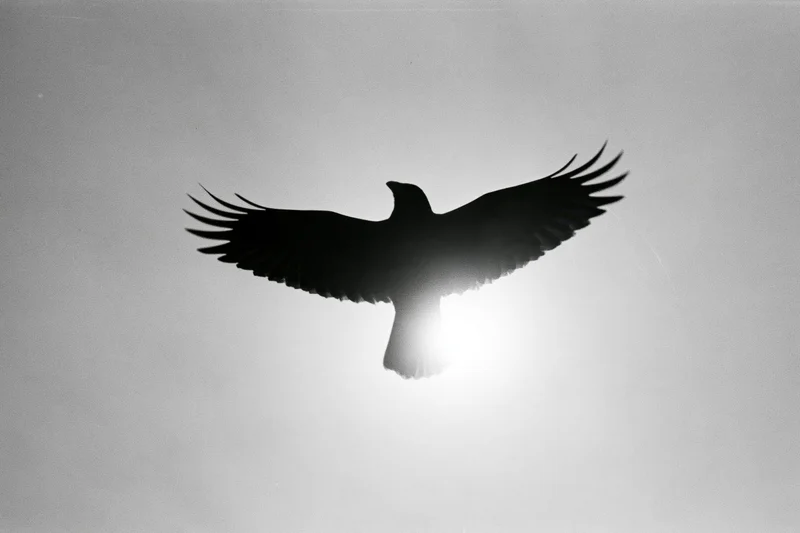 Crow in flight silhouetted against bright overcast sky with sun behind