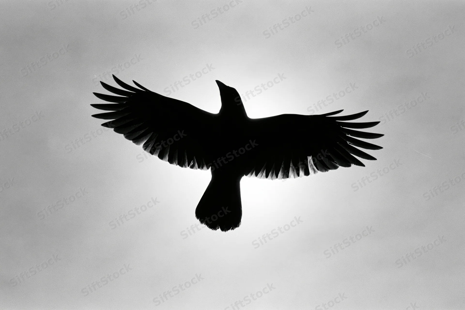 Crow in mid-flight silhouetted against overcast sky