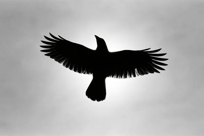Crow in mid-flight silhouetted against overcast sky