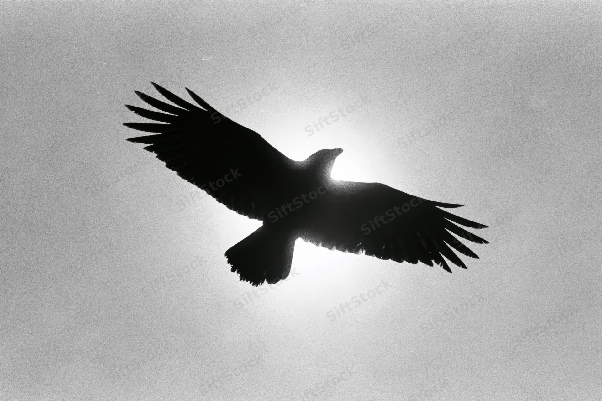 Crow in flight silhouetted against bright overcast sky