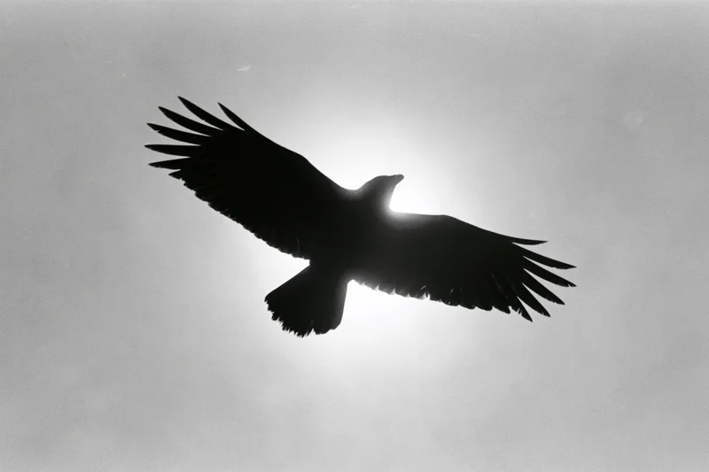Crow in flight silhouetted against bright overcast sky