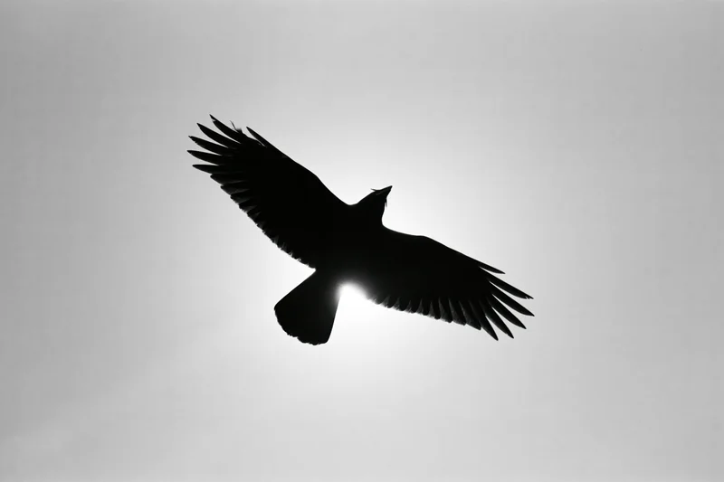 Crow in mid-flight silhouetted against bright overcast sky