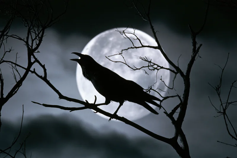 Crow perched on bare branch silhouetted against full moon at night
