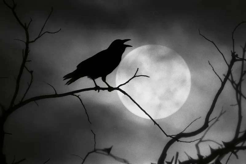 Crow perched on bare branch silhouetted against full moon at night