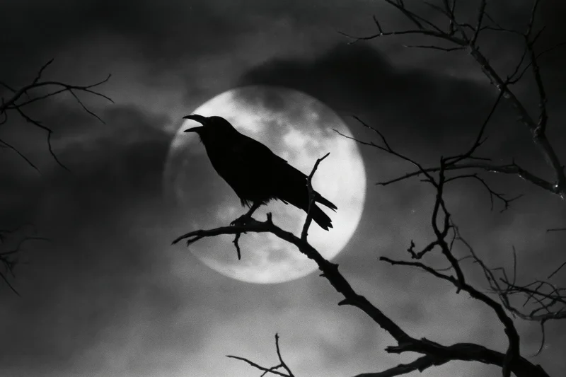 Crow perched on bare branch silhouetted against full moon at night