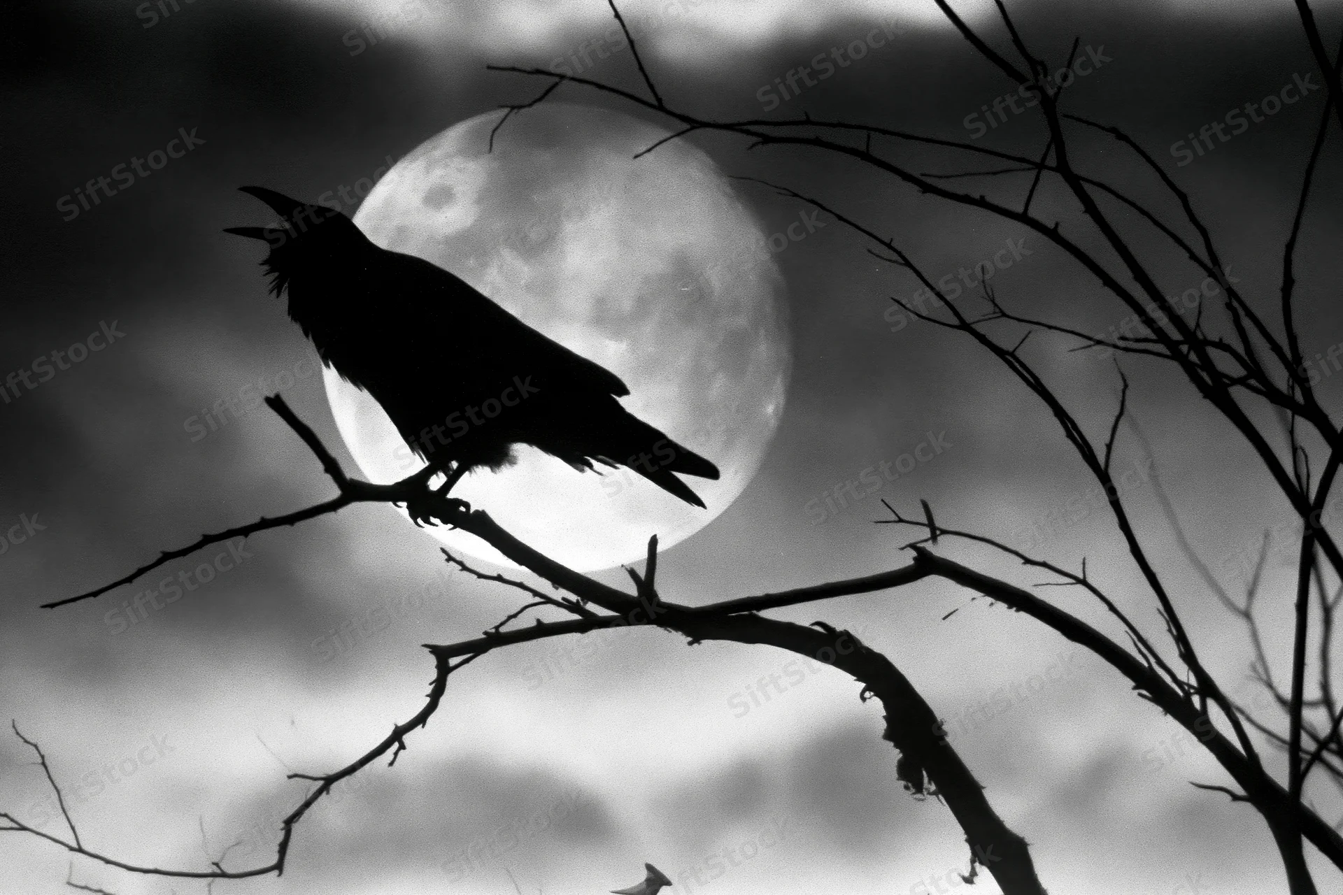 Crow perched on bare branch silhouetted against full moon at night