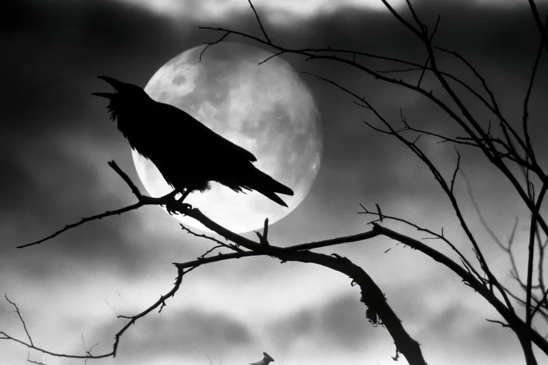 Crow perched on bare branch silhouetted against full moon at night