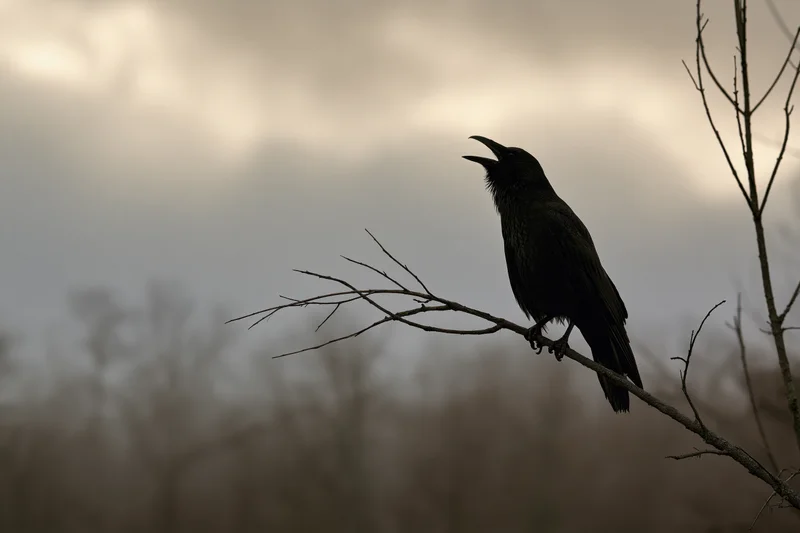 Crow perched on bare branch with open beak calling against cloudy sky