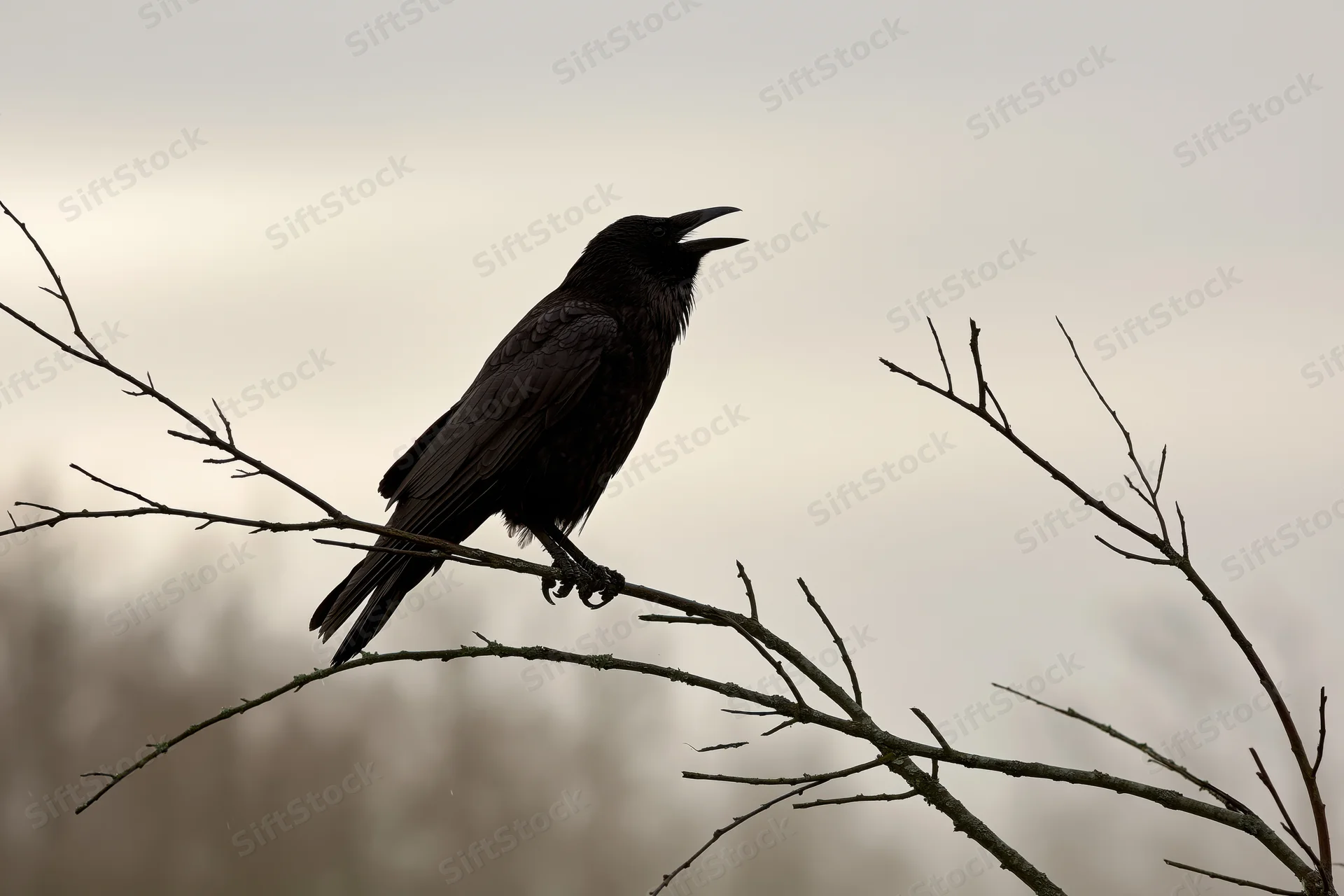 Crow perched on bare branch with open beak calling in overcast sky