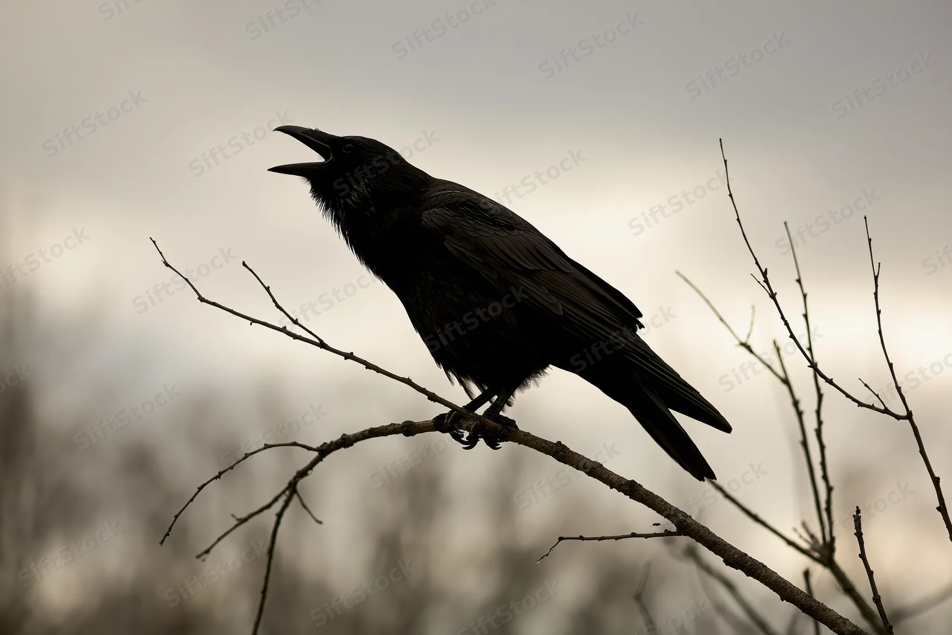 Crow perched on bare branch with beak open calling in overcast sky