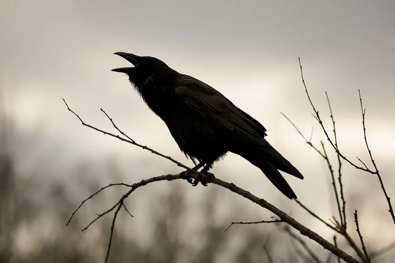 Crow perched on bare branch with beak open calling in overcast sky