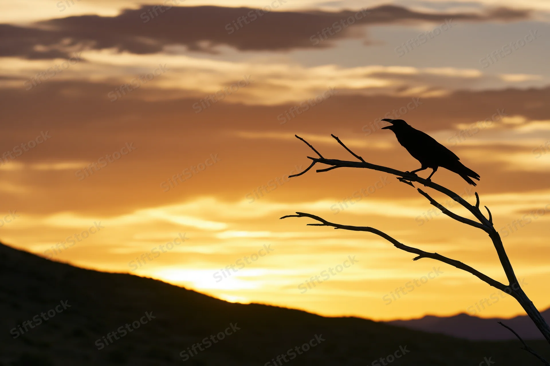 Crow perched on a bare branch calling at sunset in a desert landscape