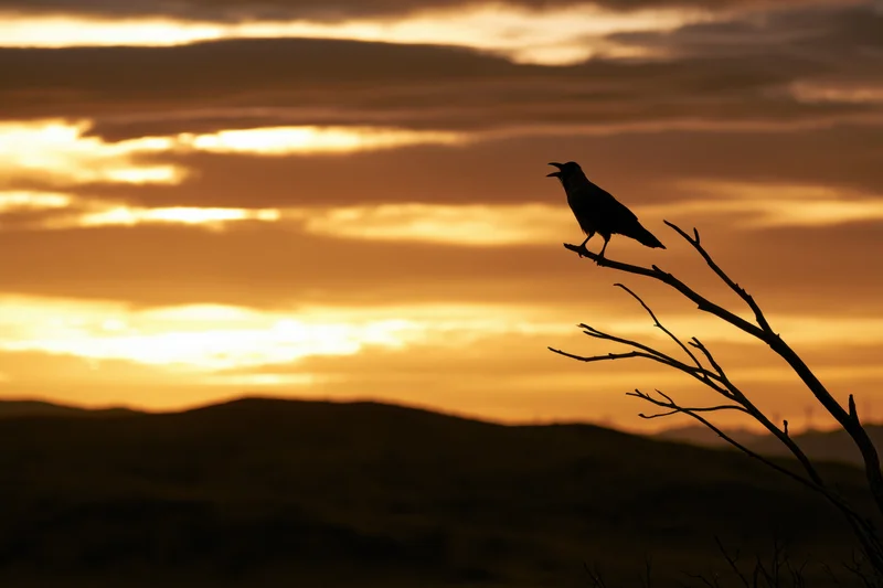 Crow perched on bare branch calling against sunset sky