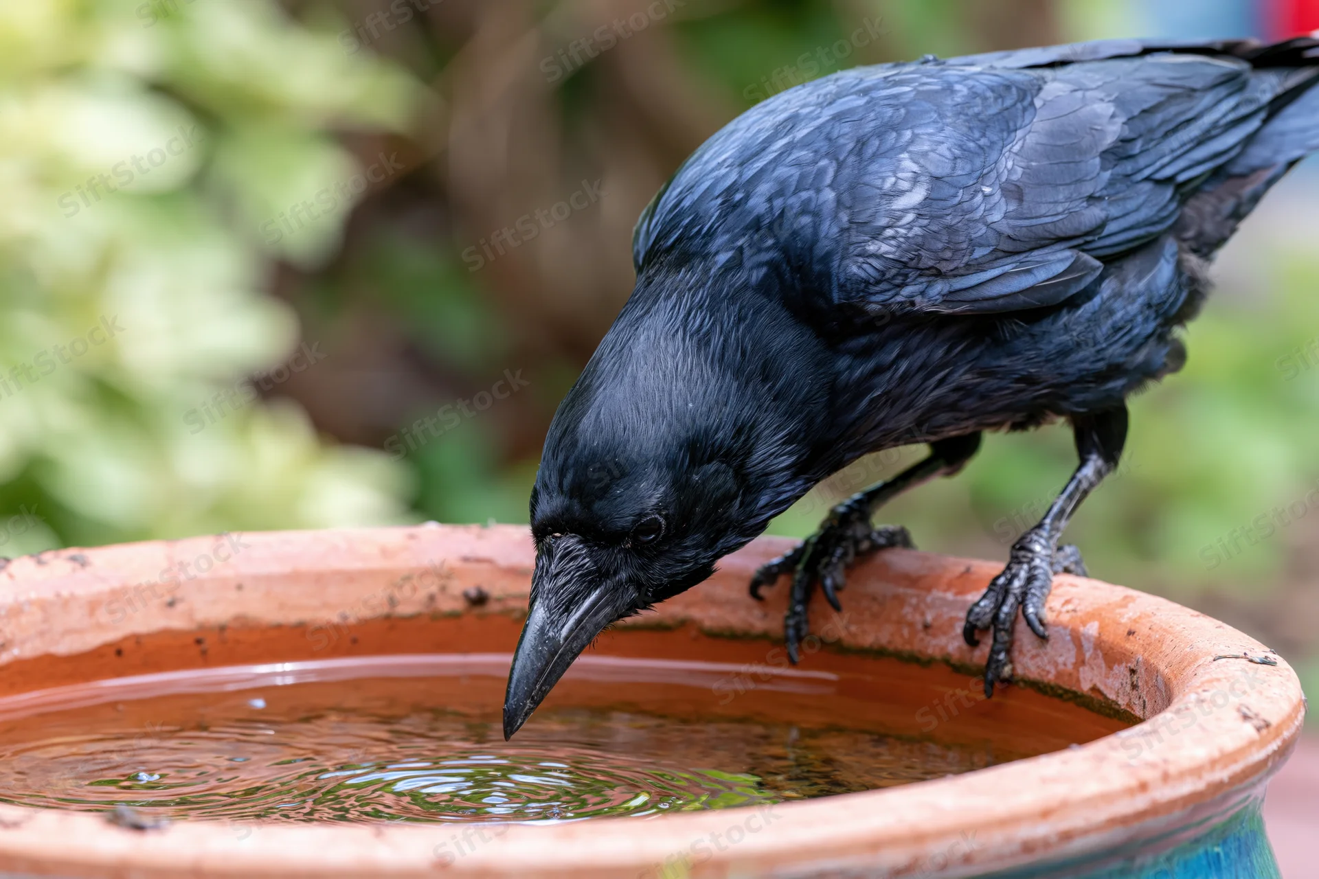Crow perched on terracotta pot rim drinking water in garden