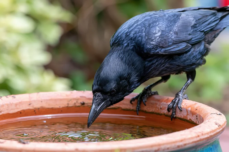 Crow perched on terracotta pot rim drinking water in garden