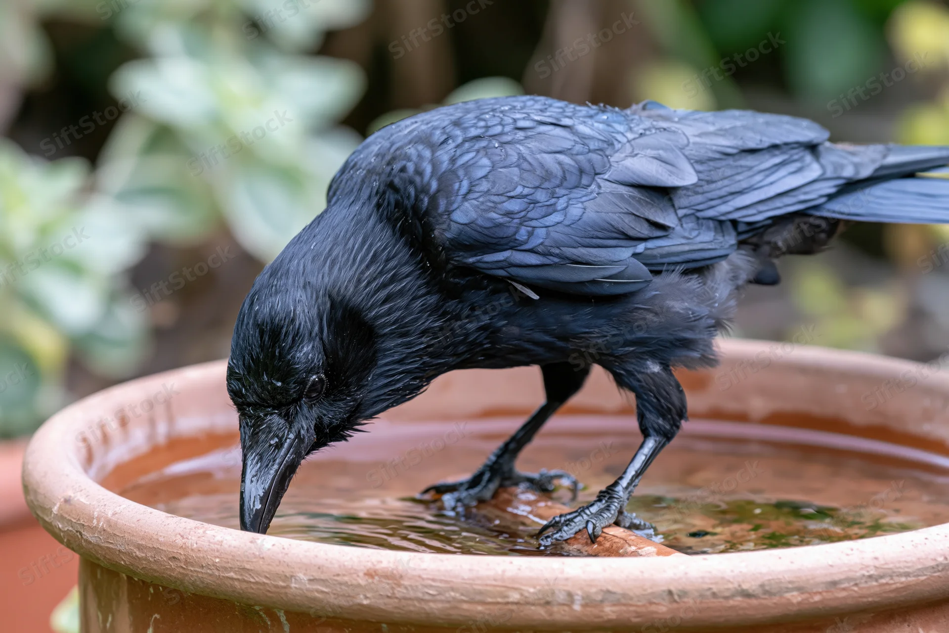 Crow drinking water from a terracotta pot in a garden setting