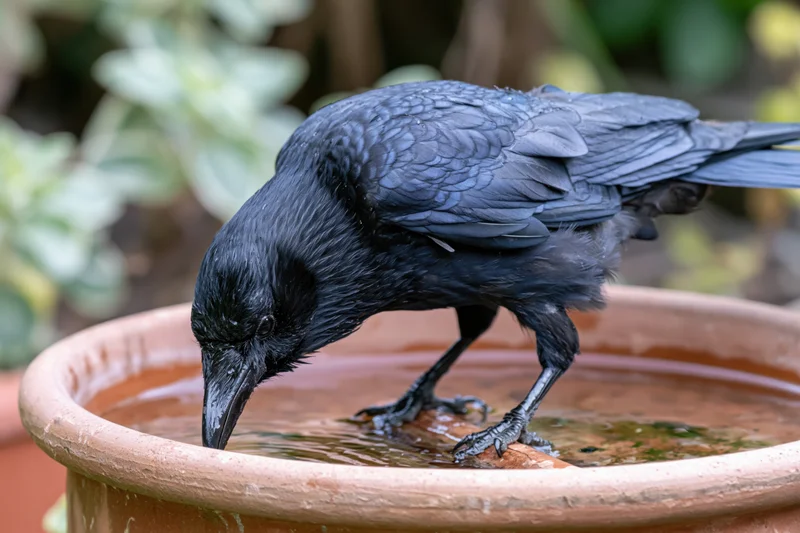 Crow drinking water from a terracotta pot in a garden setting