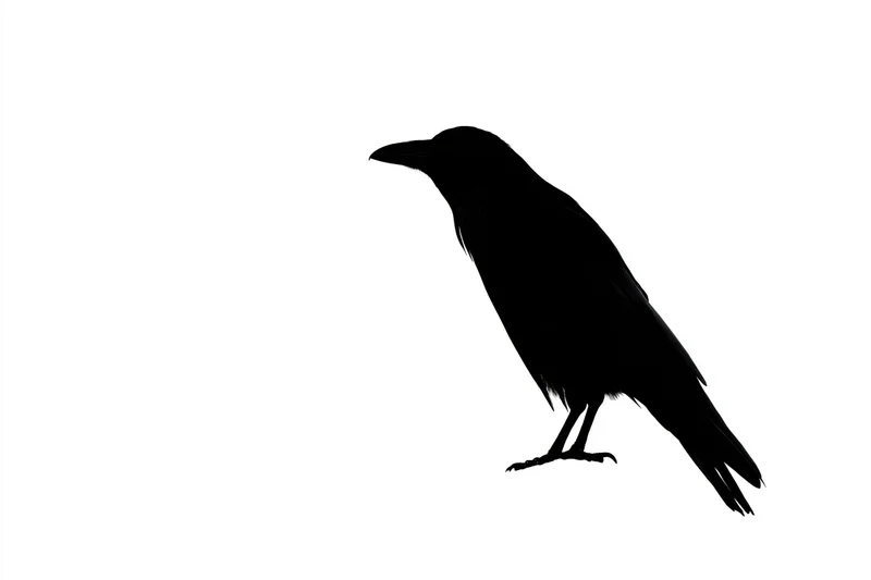 Silhouette of a crow perched in profile against a white background