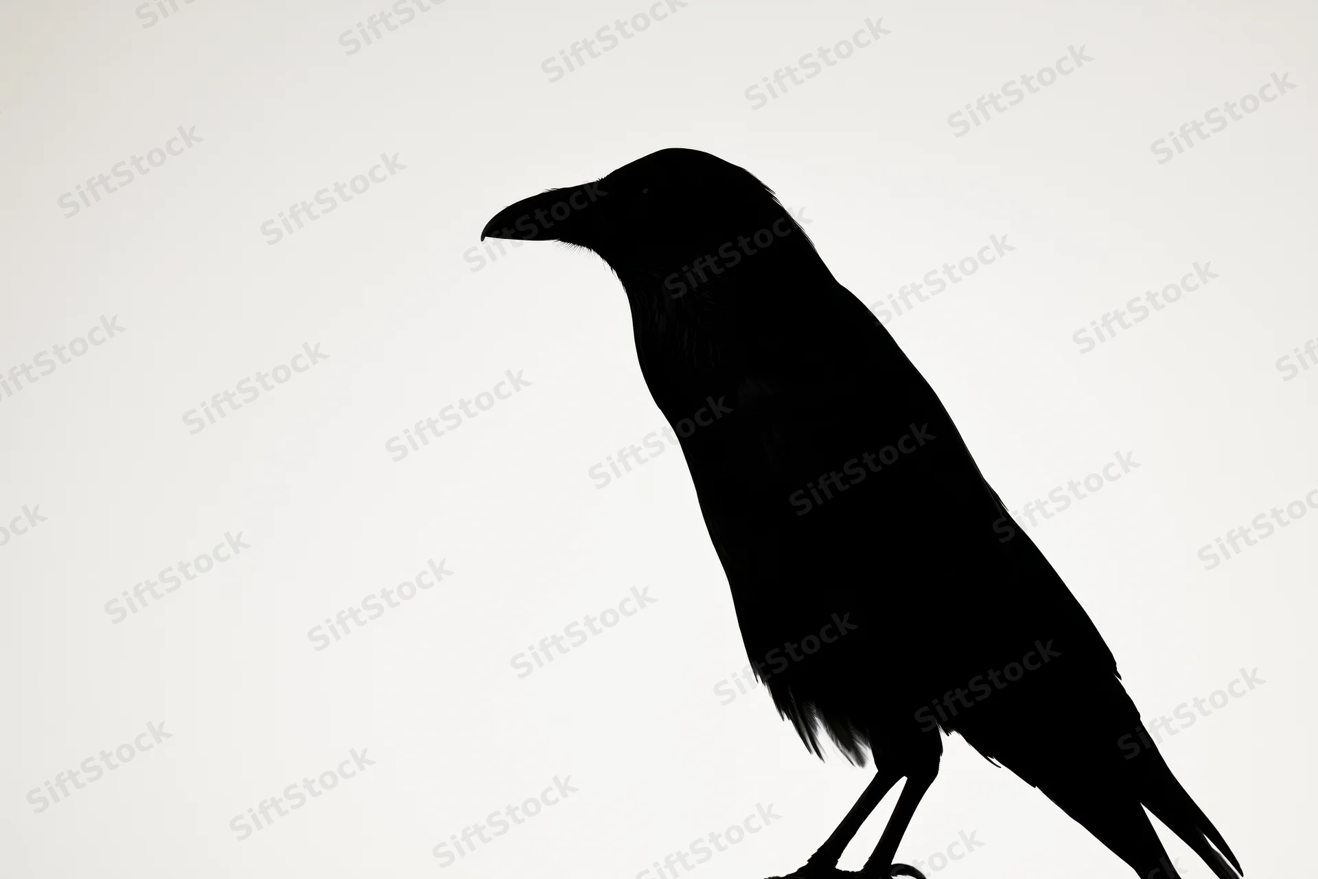 Silhouette of a crow perched upright in profile against a white background