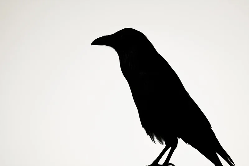 Silhouette of a crow perched upright in profile against a white background