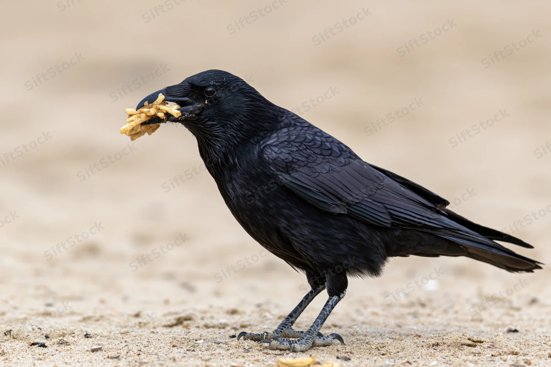 Crow holding food in beak on sandy ground