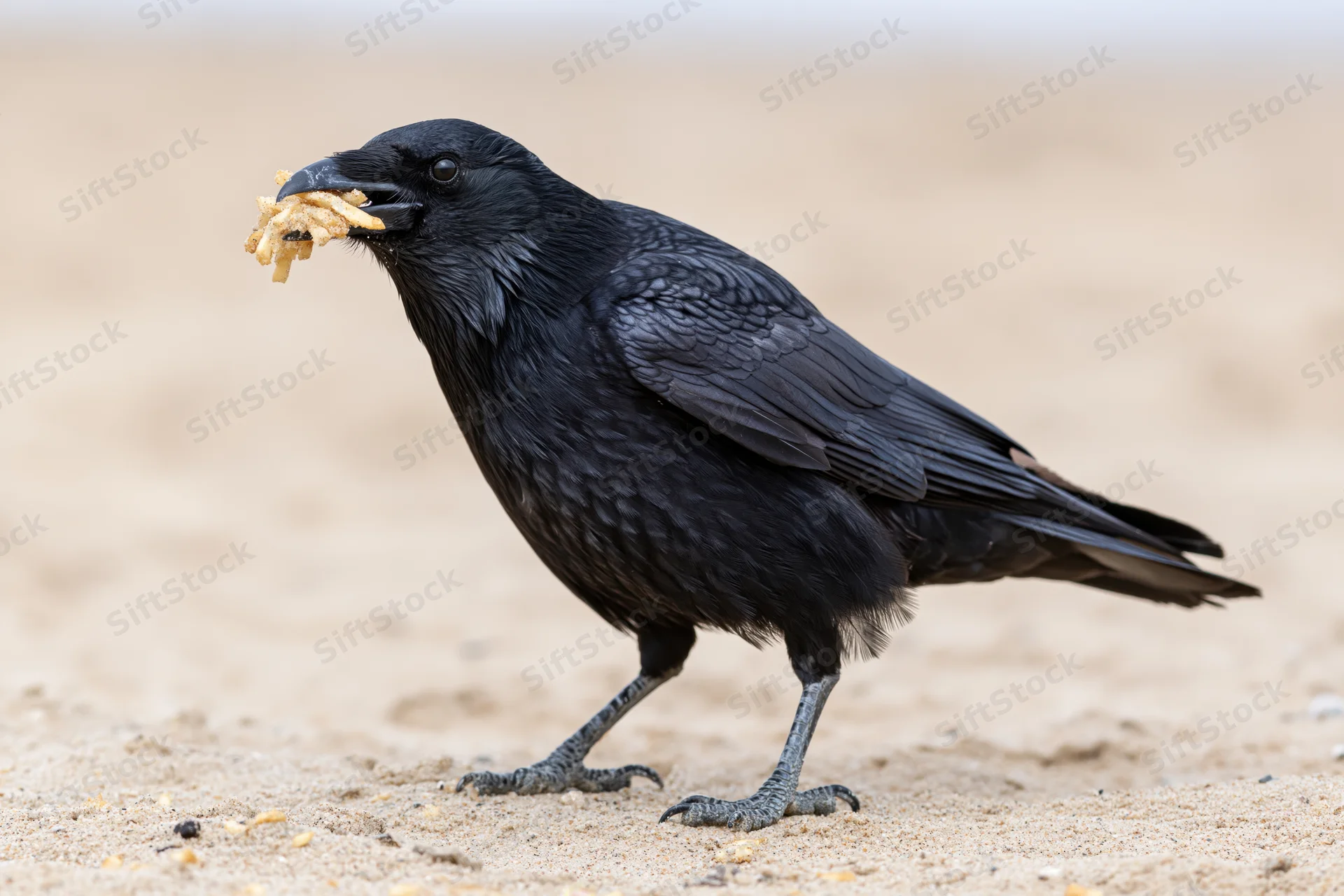 Crow eating food on sandy beach