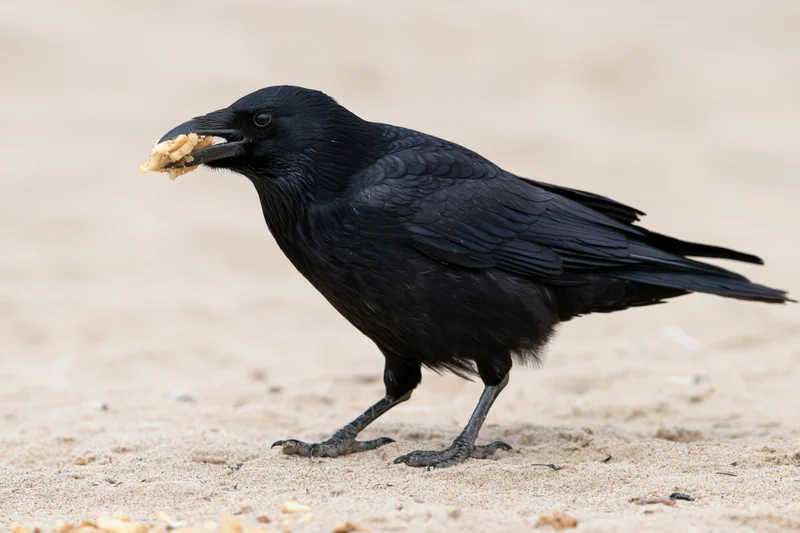 Crow eating bread on sandy beach ground