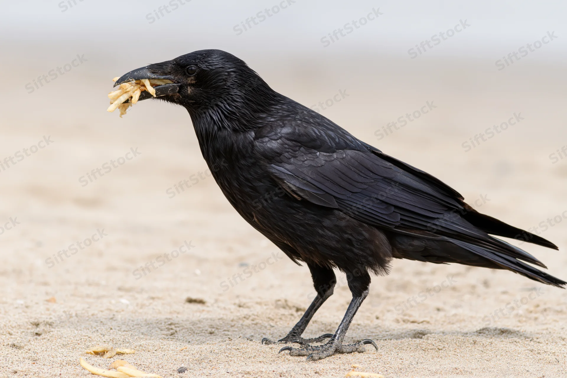 Crow holding french fries in beak on sandy beach