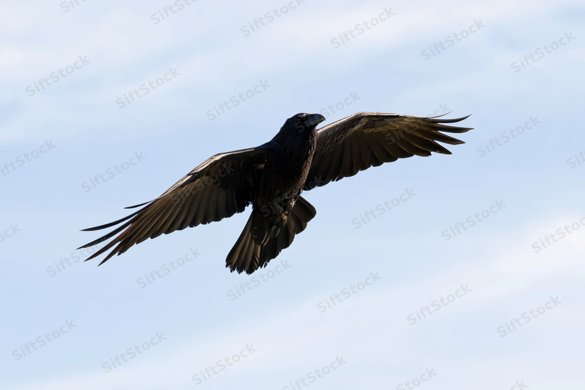 Raven in flight with wings spread against a clear sky