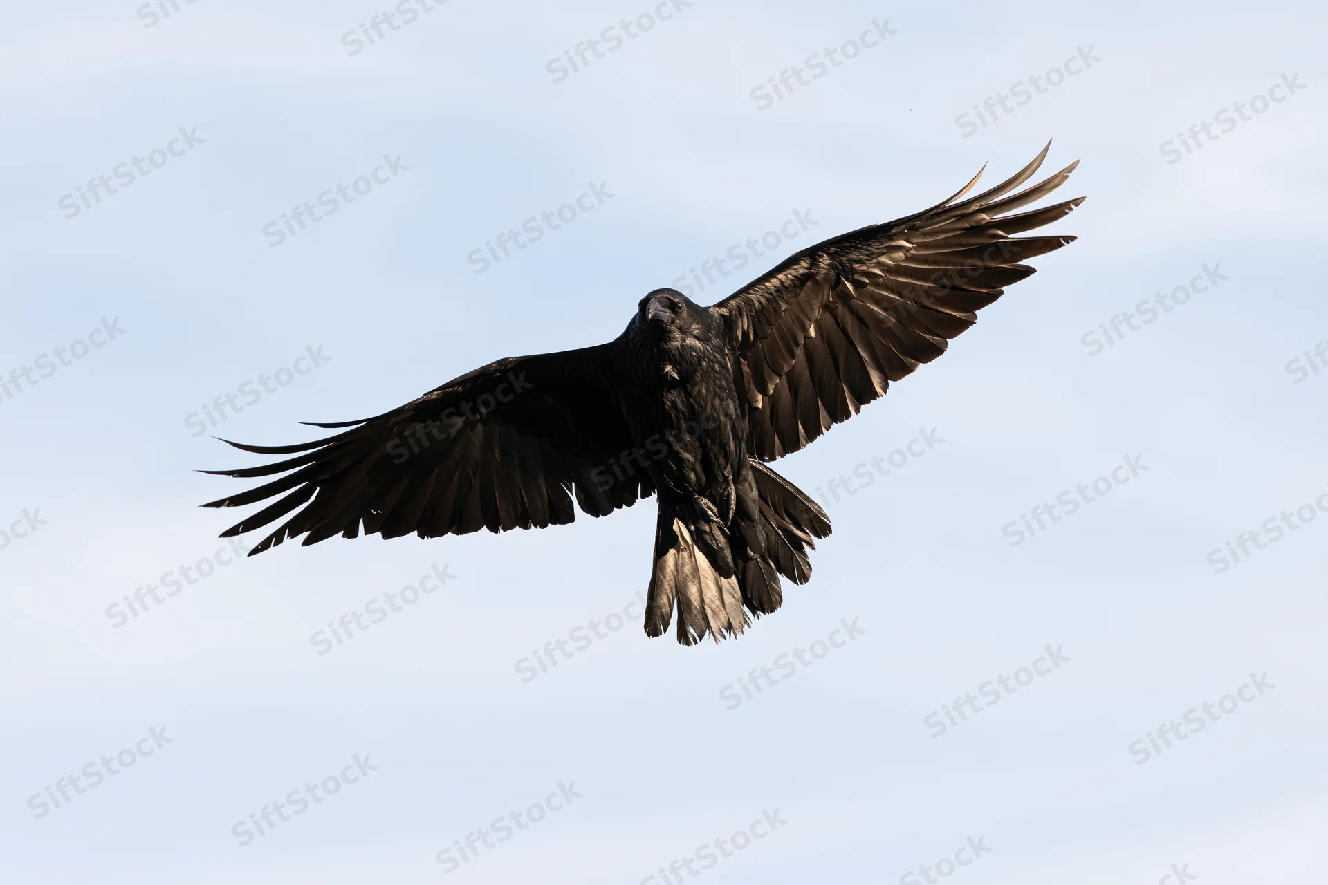 Raven in flight with wings spread wide against a clear sky
