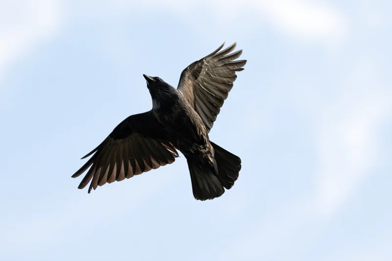 Crow in mid-flight with wings spread against a blue sky