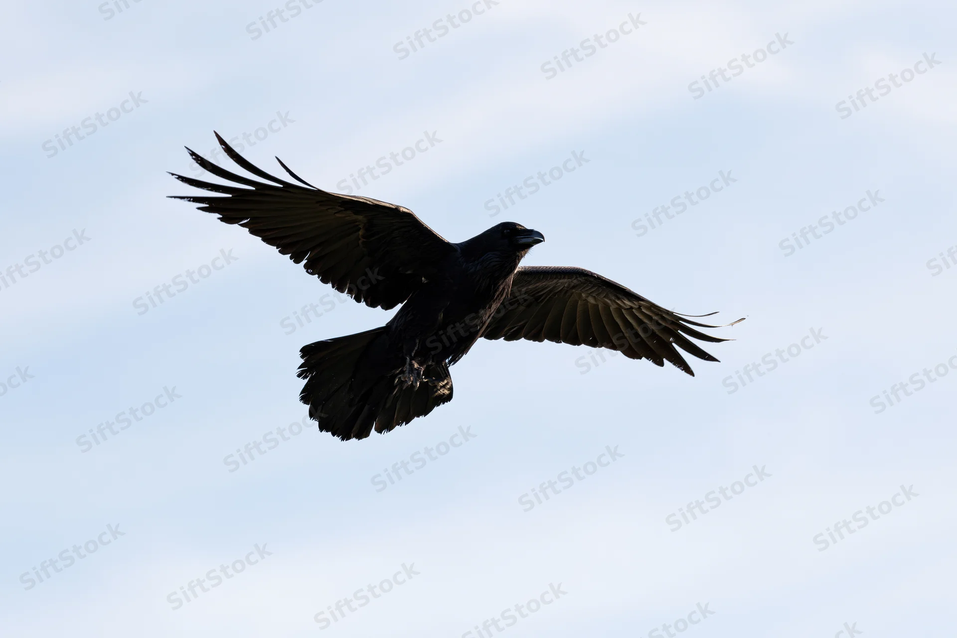 Raven in mid-flight with wings spread against a pale sky