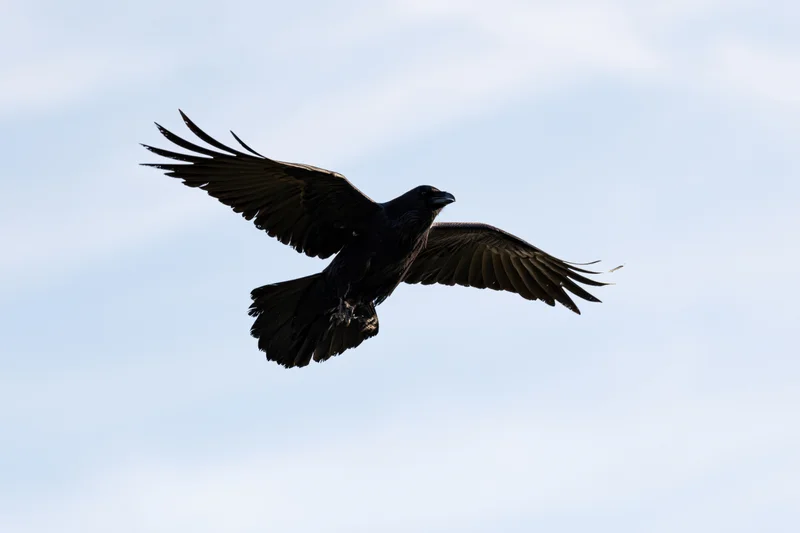 Raven in mid-flight with wings spread against a pale sky
