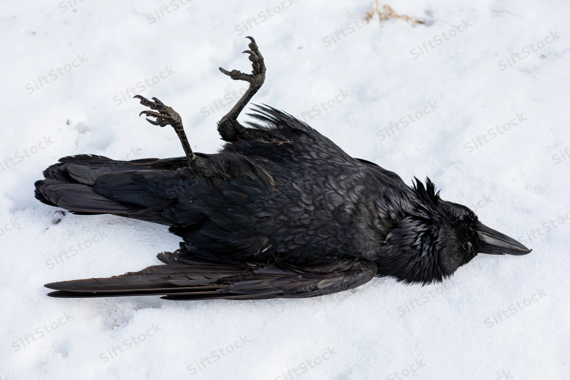 Dead black crow lying on its back in fresh white snow with legs raised