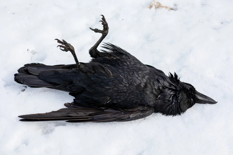 Dead black crow lying on its back in fresh white snow with legs raised