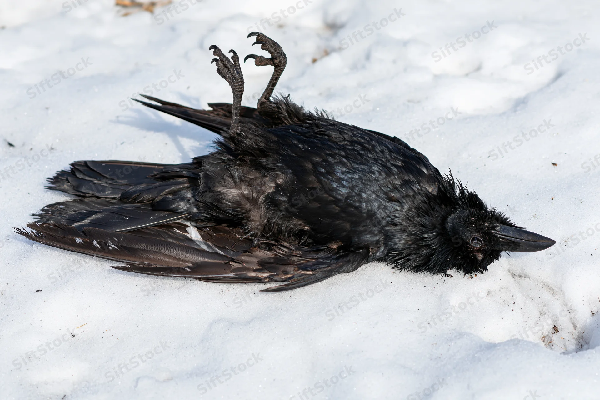 Dead crow lying on back in snow with legs raised
