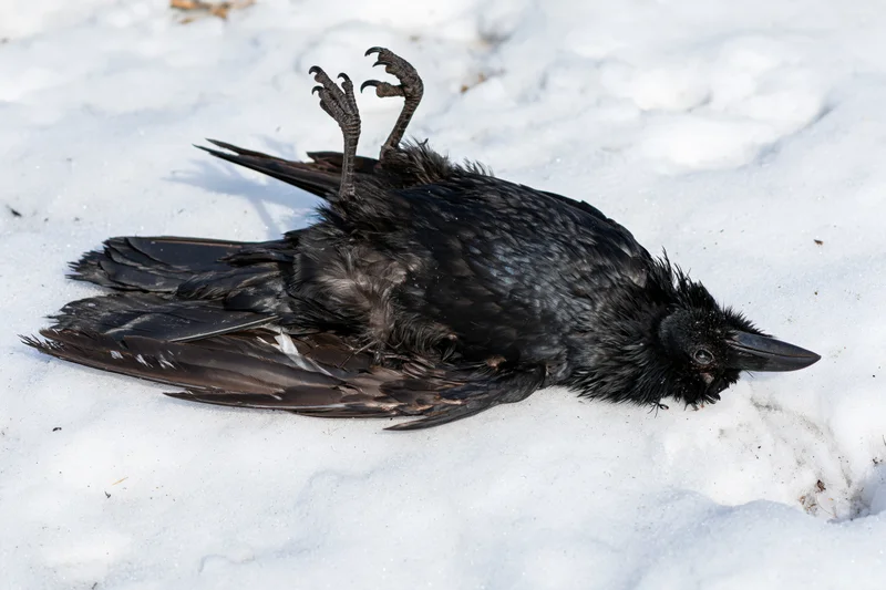 Dead crow lying on back in snow with legs raised