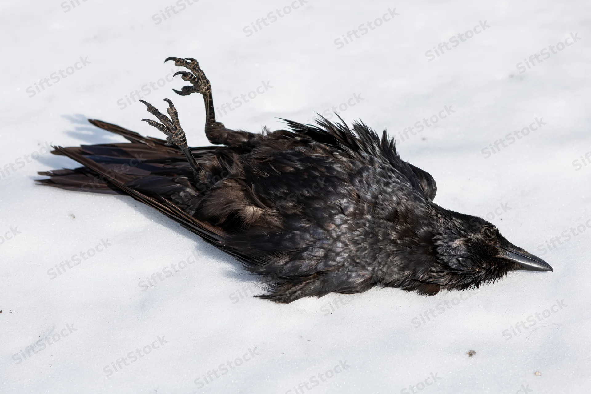 Dead crow lying on its back in white snow with legs and claws visible